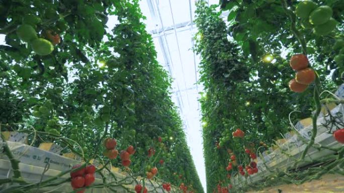 工业温室内生长有番茄植物。