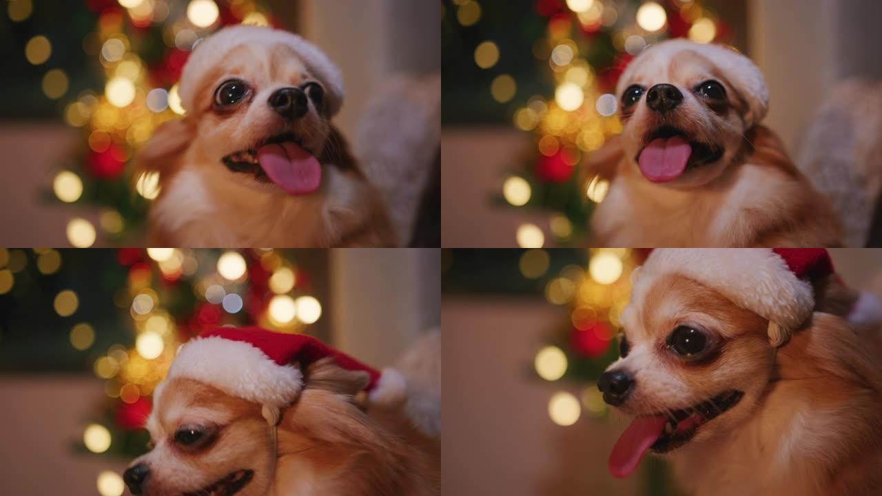 吉娃娃狗和她的圣诞老人服装