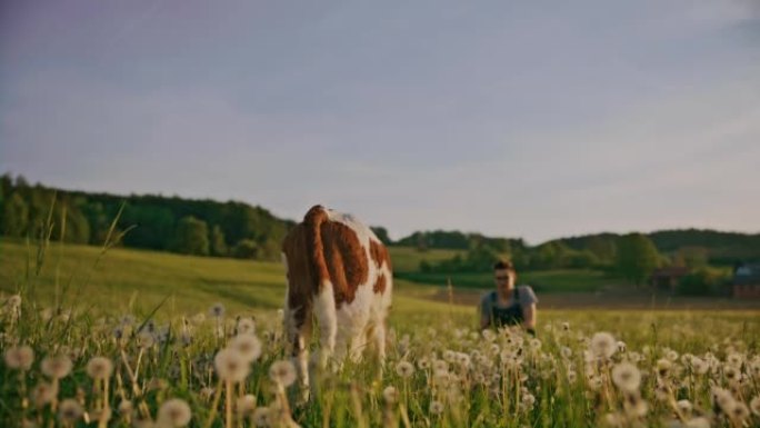 WS农民看着一只小牛犊在村庄边缘吃草
