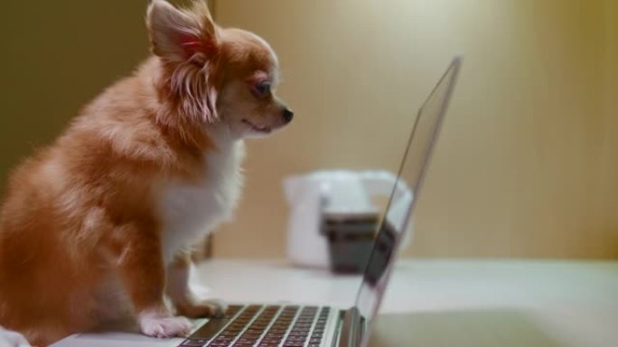 吉娃娃狗晚上在笔记本电脑屏幕上观看视频内容