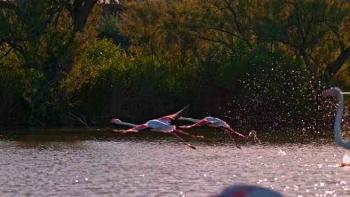 游客观看美丽的粉红色火烈鸟在水面上空飞行