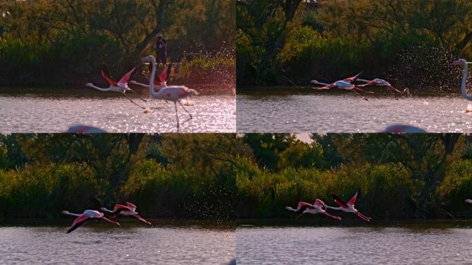 游客观看美丽的粉红色火烈鸟在水面上空飞行