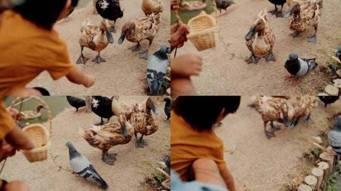 快乐的学龄前男孩和爷爷一起学习喂鸭子。