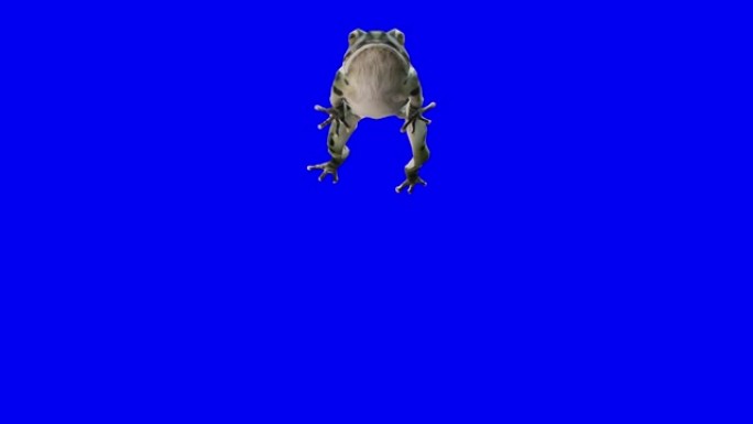 慢动作在蓝箱上运行绿色青蛙。动物的概念，野生动物，游戏，返校，3d动画，短视频，电影，卡通，有机，色