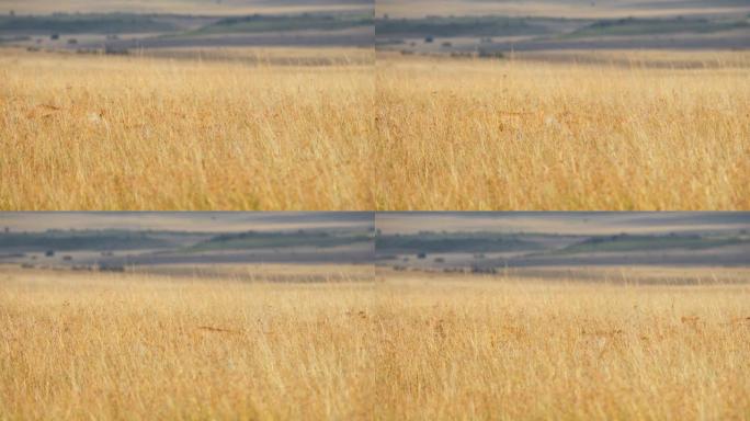 慢动作狮子在阳光明媚的野生动物保护区的高高的金色草地上行走