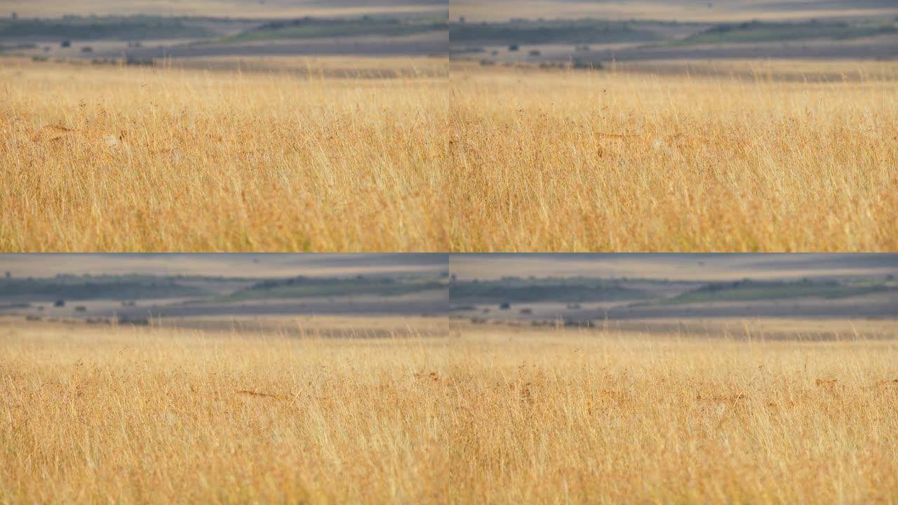 慢动作狮子在阳光明媚的野生动物保护区的高高的金色草地上行走