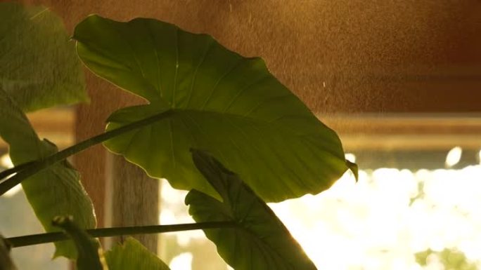 特写: 热带alocasia植物在金色的灯光下喷洒有机农药