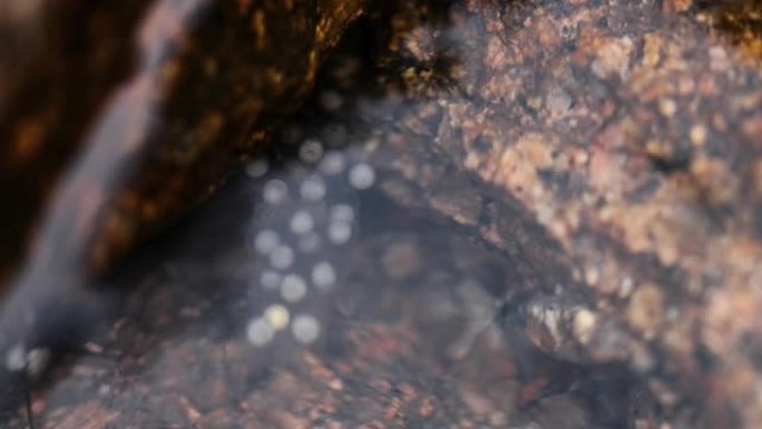 纽特蛋在水下漂浮河流空镜视频素材