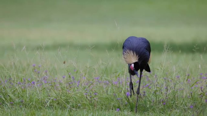 一只惊人美丽的黑冠鹤在草丛中寻找昆虫的特写镜头
