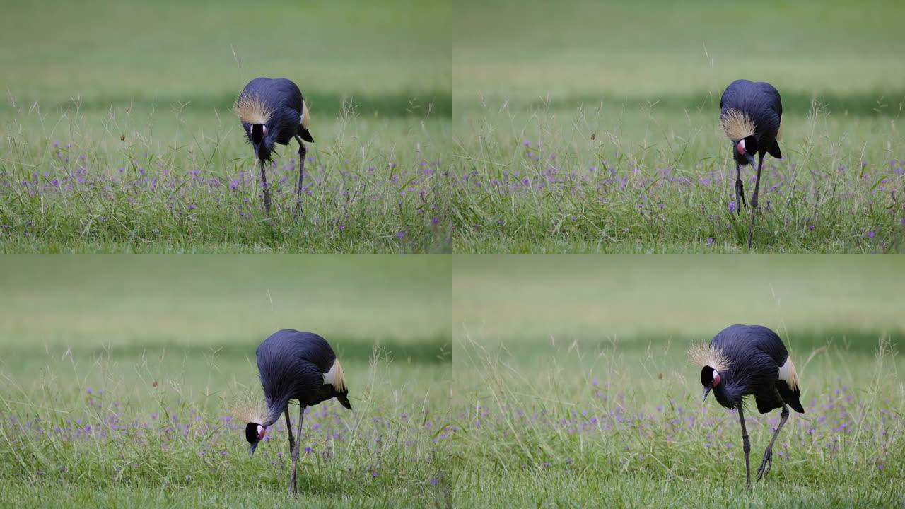 一只惊人美丽的黑冠鹤在草丛中寻找昆虫的特写镜头