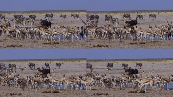 在纳米比亚埃托沙国家公园的水坑中，包括斑马，跳羚，羚羊 (gemsbok) 和雄性鸵鸟在内的各种动物