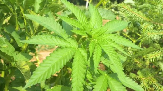 特写: 一株正在生长的绿色大麻植物在强劲的夏风中沙沙作响。