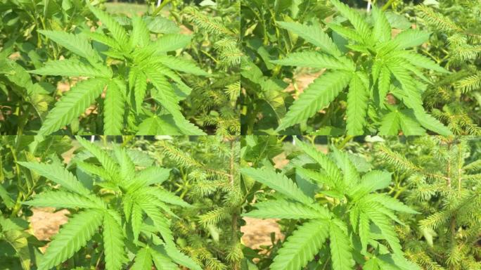 特写: 一株正在生长的绿色大麻植物在强劲的夏风中沙沙作响。