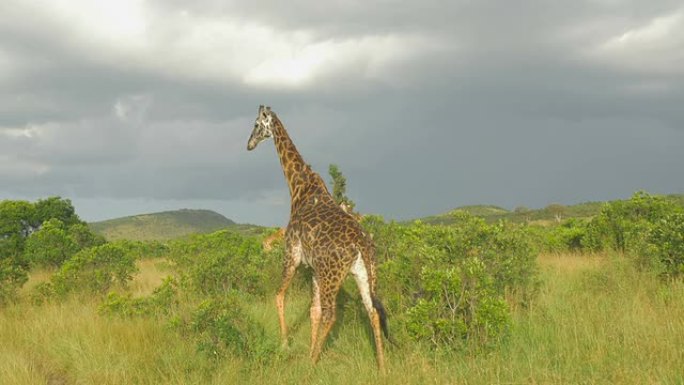 慢动作: 非洲野生动物园中的长颈鹿群