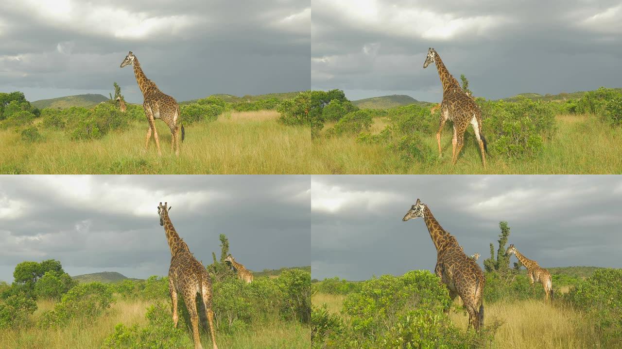 慢动作: 非洲野生动物园中的长颈鹿群