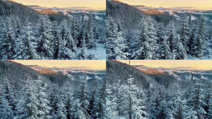 日出时的冬季高山景观。飞越积雪覆盖的冬季树木。天空和山脉被早晨的阳光照亮，色彩鲜艳。冬季森林背景。U