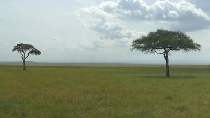 空中: 非洲大草原的两棵纸牌树