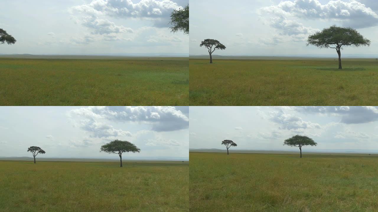 空中: 非洲大草原的两棵纸牌树