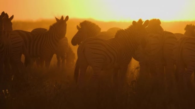 日落时一小群斑马的特写镜头。斑马迁徙博茨瓦纳