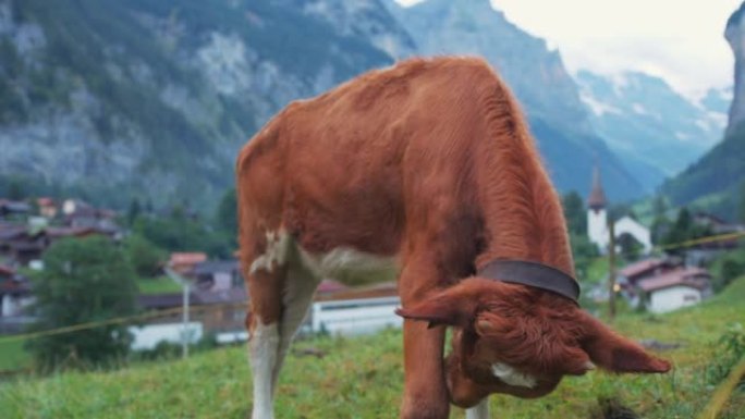 在村子里放牧奶牛村子里放牧奶牛