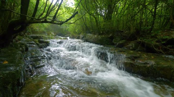 森林中的溪流水流潺潺旅行