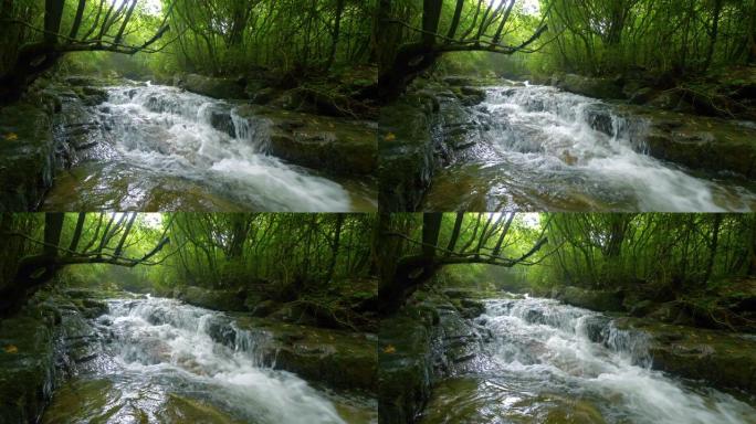 森林中的溪流水流潺潺旅行
