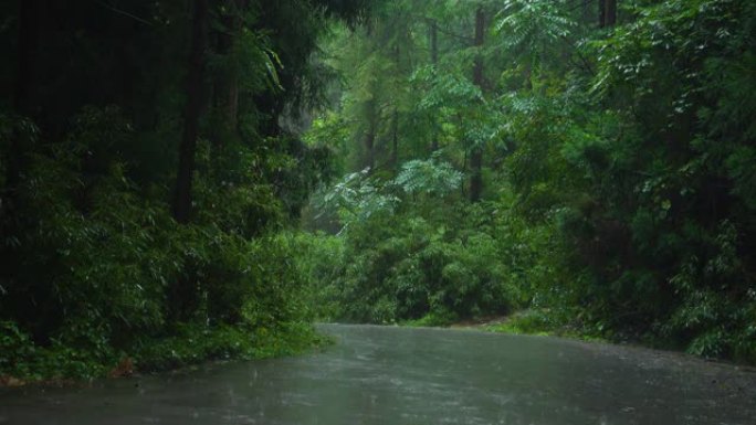 雨中的森林之路林荫小路夏季夏天下雨夏雨