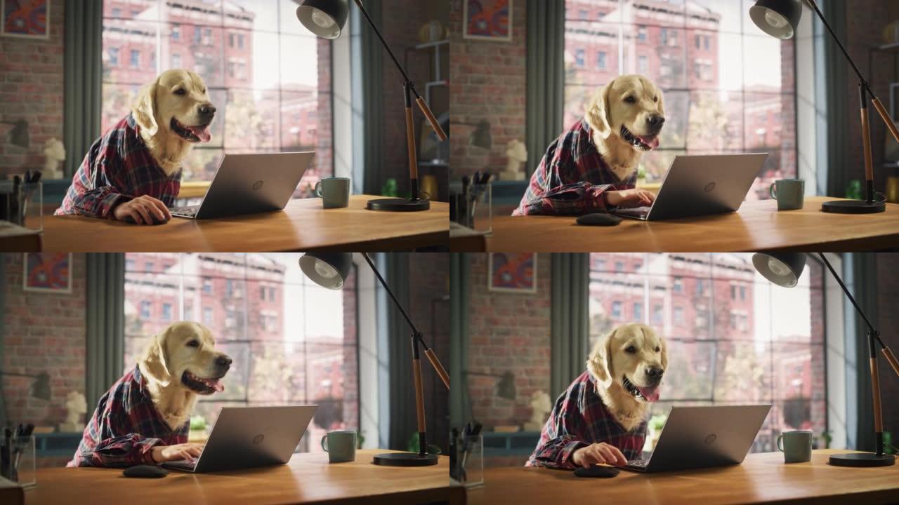 穿着方格衬衫的金毛狗坐在桌子后面，在家中的笔记本电脑上工作。人类的手正在使用键盘和鼠标。动物头有趣概