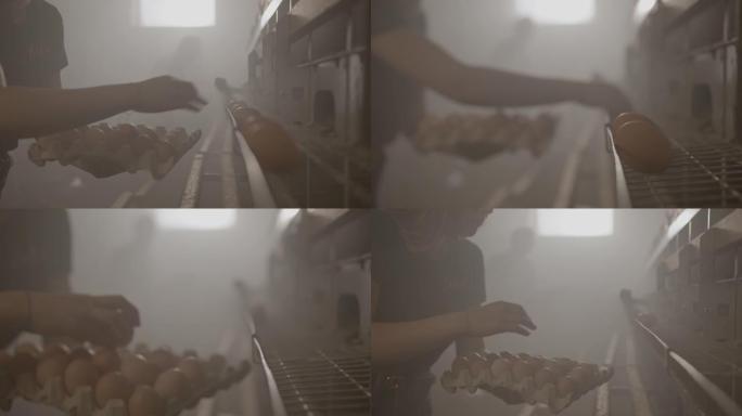 SLO MO青少年女孩在蛋鸡农场里采摘新鲜鸡蛋
