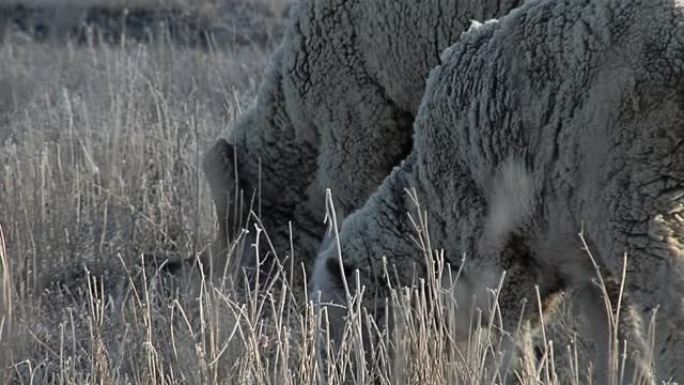在阿根廷巴塔哥尼亚丘布特省的一块田地上放牧的羊群。特写。