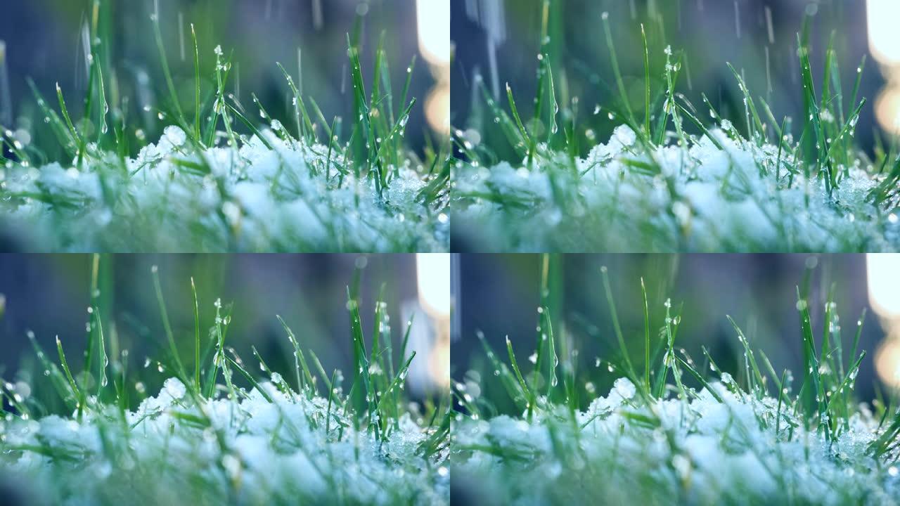 冬天落在绿草上的雪