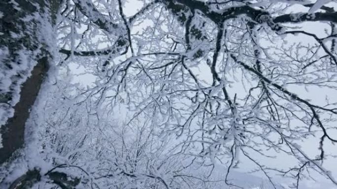 山里冰冻的冬树。在冬天，相机在一棵宏伟的树的积雪覆盖的树枝之间移动。寒冷雪冬自然概念