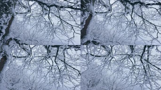 山里冰冻的冬树。在冬天，相机在一棵宏伟的树的积雪覆盖的树枝之间移动。寒冷雪冬自然概念