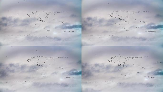 鸟类的迁徙鸟儿迁徙天空中飞行的鸟类飞翔