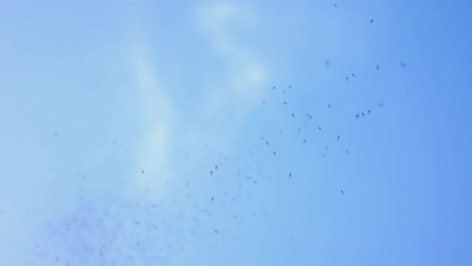 蚊子在蓝天上飞翔小飞虫虫子
