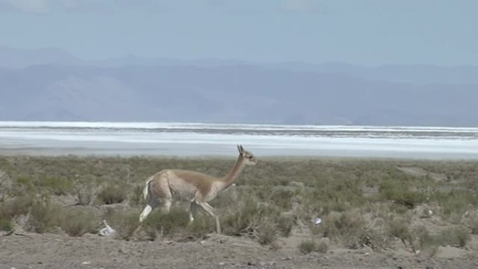 Vicuna (Vicugna vicugna) 在Salinas grannes Salt Fla