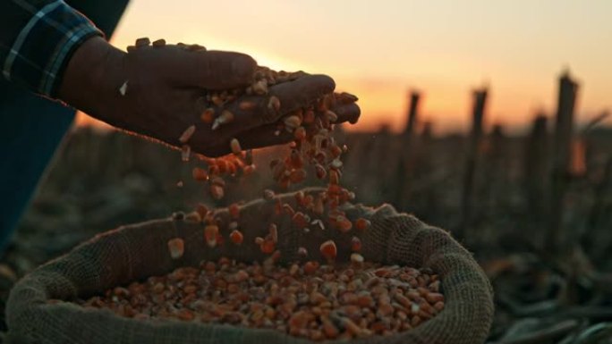 SLO MO农民在日落时掉落玉米种子