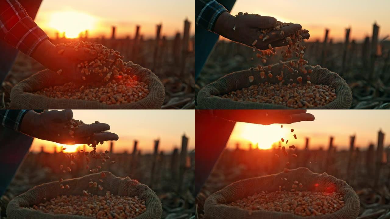 SLO MO农民在日落时掉落玉米种子