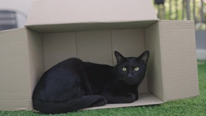 户外家纸箱里的黑猫