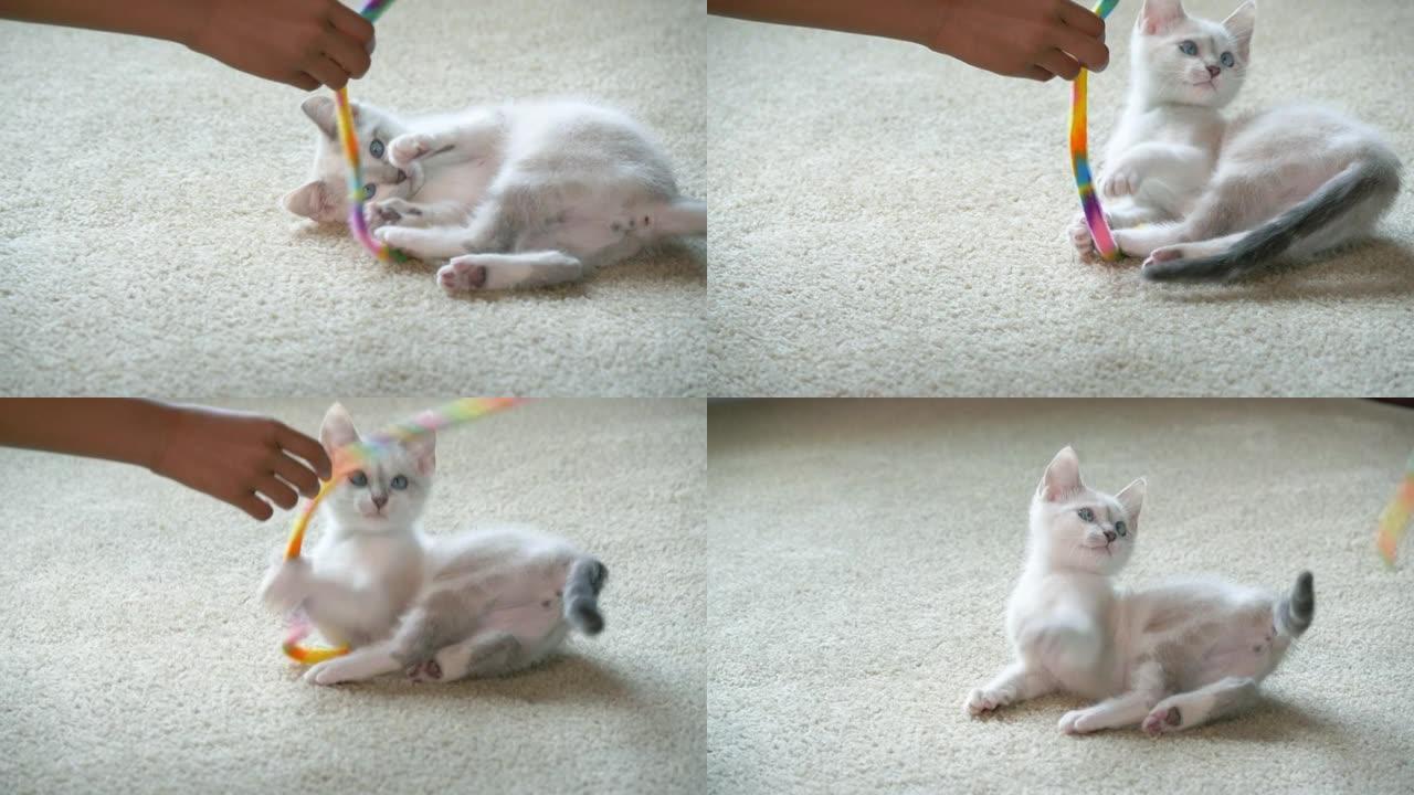 小猫玩玩具