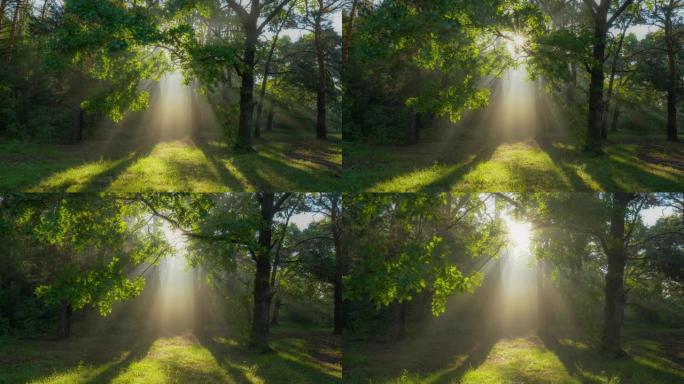 早上穿过魔法森林。阳光穿过绿色的树枝。绿色森林，温暖的阳光照亮橡树。万向节高质量镜头