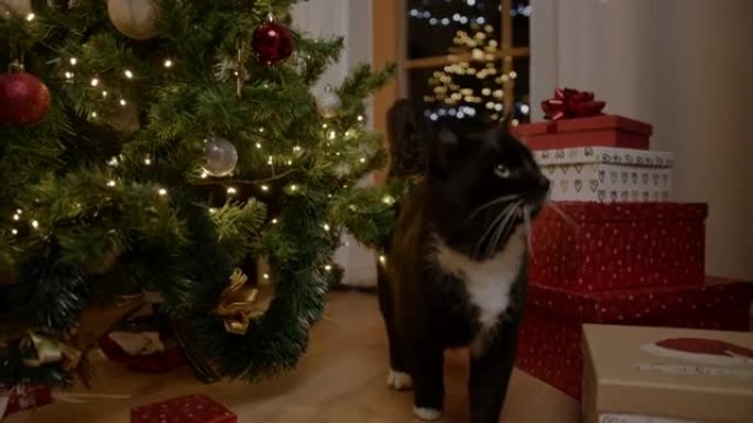 黑猫带着礼品盒走过圣诞树