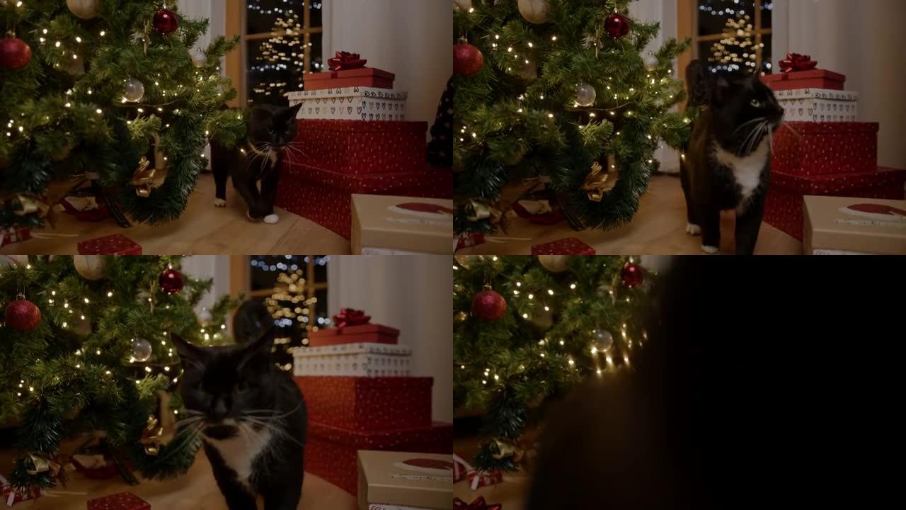 黑猫带着礼品盒走过圣诞树