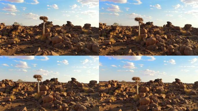 WS颤抖的树木和岩石，纳米比亚沙漠，非洲