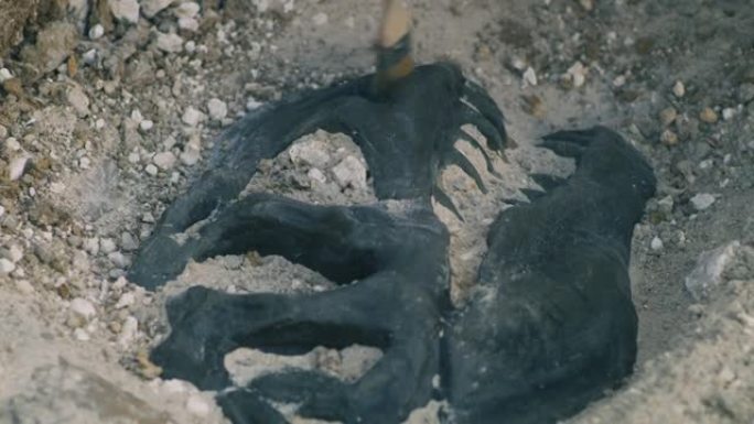 无法识别的考古学家发现恐龙头骨