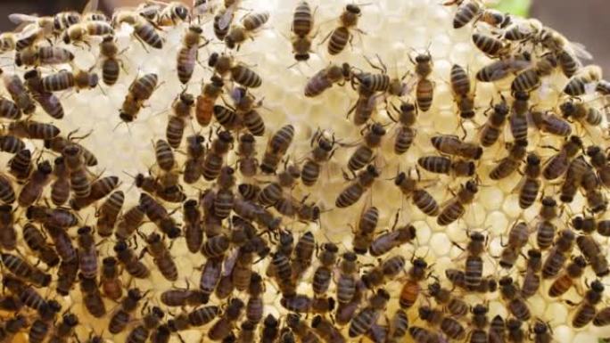 蜂群在蜂窝状昆虫上爬行关闭4k镜头