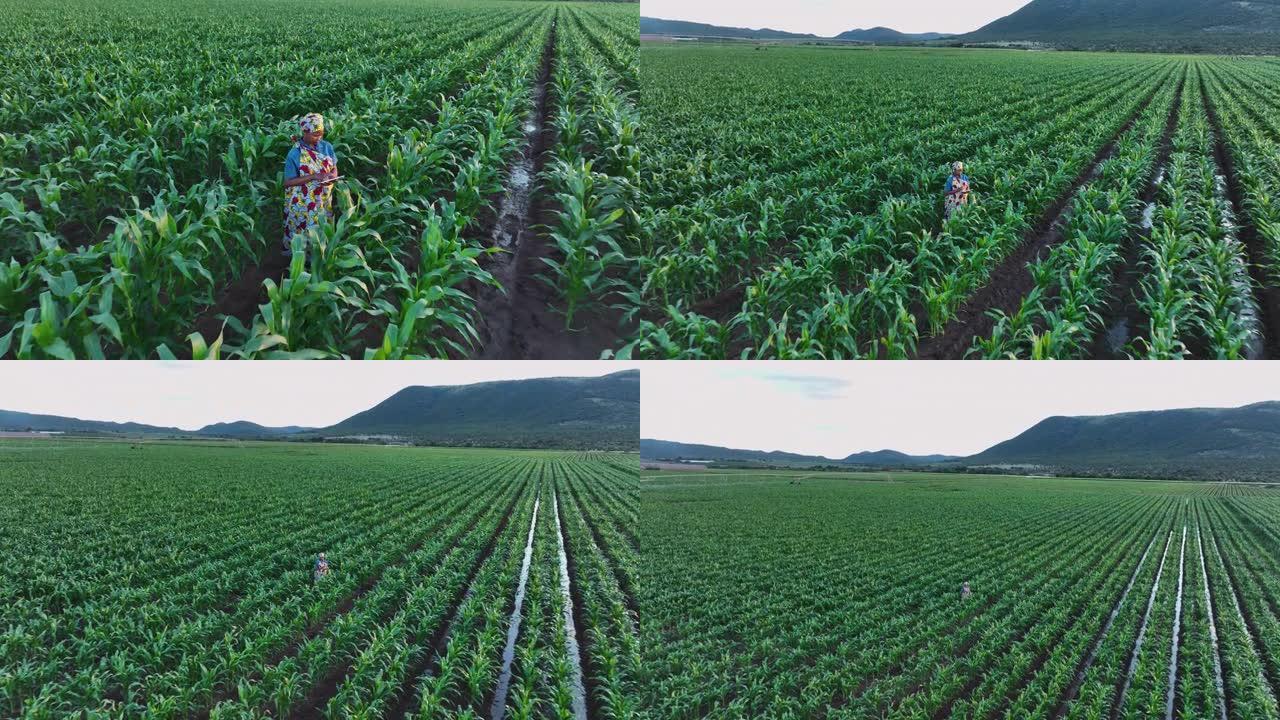 空中缩小。穿着传统服装的非洲黑人女性农民使用数字平板电脑监控大玉米作物。背景灌溉