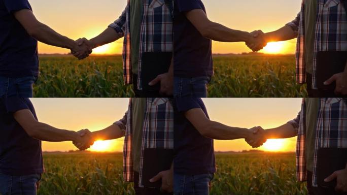 日落时分，两个农民在玉米地里握手