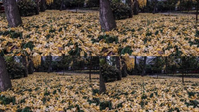 银杏叶落在草地上树叶