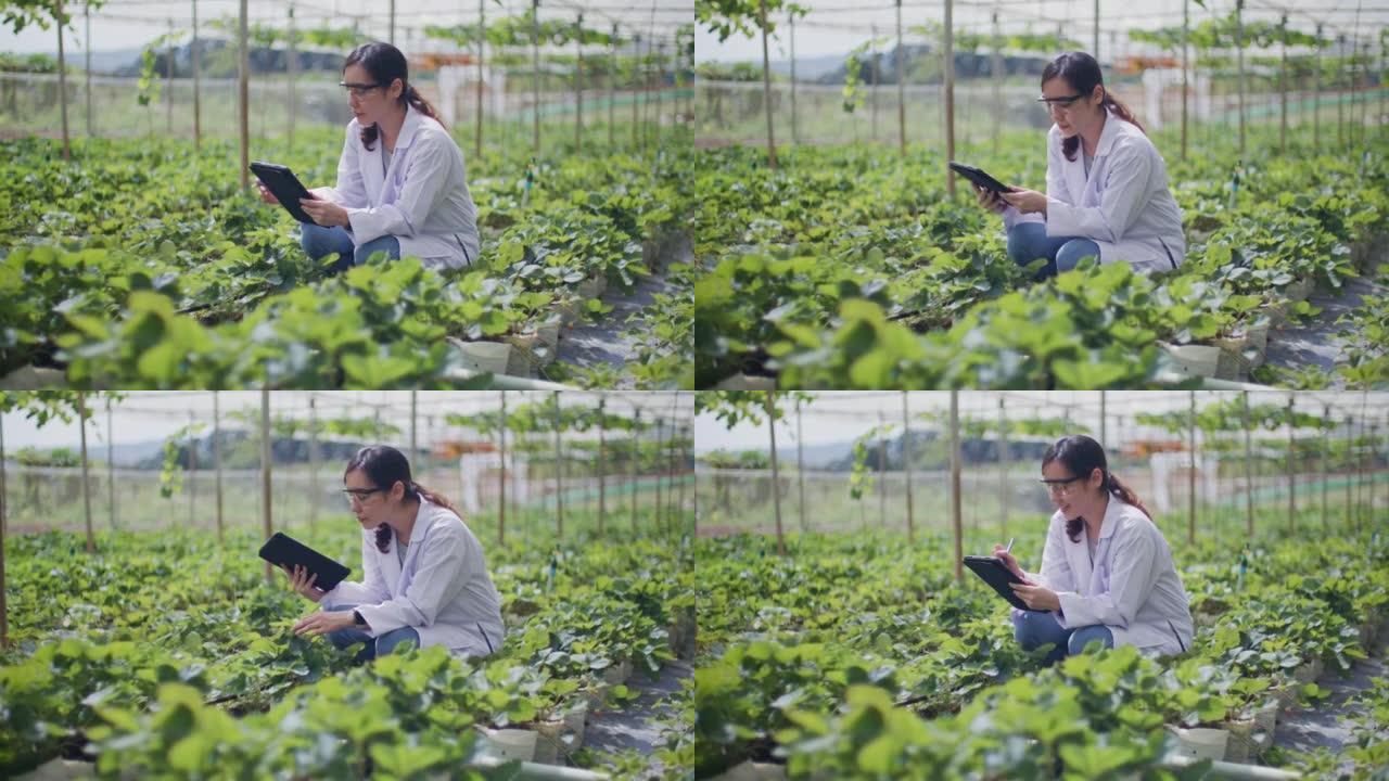 科学家亚洲人穿着制服正在测试蔬菜农场的质量